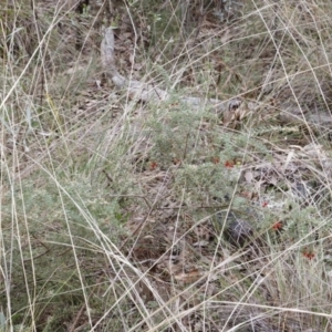 Grevillea alpina at Canberra Central, ACT - 19 Aug 2023