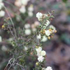 Acacia gunnii (Ploughshare Wattle) at Canberra Central, ACT - 19 Aug 2023 by JimL