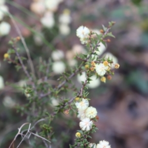 Acacia gunnii at Canberra Central, ACT - 19 Aug 2023