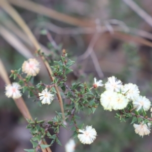 Acacia gunnii at Canberra Central, ACT - 19 Aug 2023