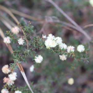 Acacia gunnii at Canberra Central, ACT - 19 Aug 2023