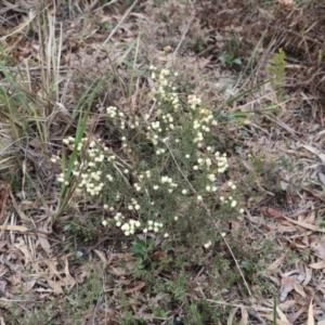 Acacia gunnii at Canberra Central, ACT - 19 Aug 2023