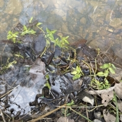 Veronica anagallis-aquatica at Aranda, ACT - 19 Aug 2023