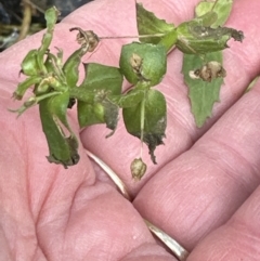 Veronica anagallis-aquatica at Aranda, ACT - 19 Aug 2023