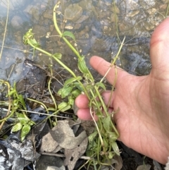 Veronica anagallis-aquatica at Aranda, ACT - 19 Aug 2023