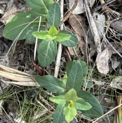 Lonicera japonica (Japanese Honeysuckle) at Belconnen, ACT - 19 Aug 2023 by lbradley