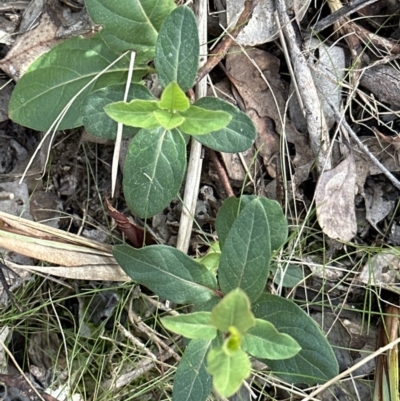 Lonicera japonica (Japanese Honeysuckle) at Belconnen, ACT - 19 Aug 2023 by lbradley