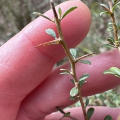 Bursaria spinosa subsp. lasiophylla (Australian Blackthorn) at Aranda, ACT - 19 Aug 2023 by lbradley