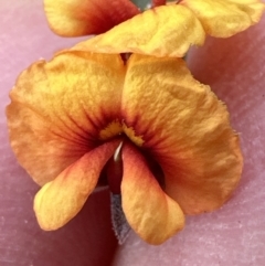 Dillwynia sp. Yetholme (P.C.Jobson 5080) NSW Herbarium at Belconnen, ACT - 19 Aug 2023 by lbradley