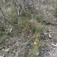 Dillwynia sp. Yetholme (P.C.Jobson 5080) NSW Herbarium at Aranda, ACT - 19 Aug 2023 01:05 PM