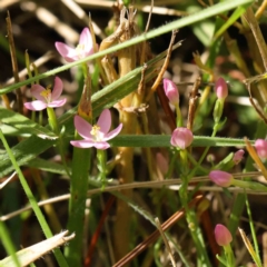 Centaurium sp. (Centaury) at Turner, ACT - 9 Apr 2023 by ConBoekel