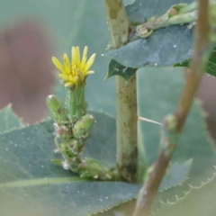 Lactuca serriola (Prickly Lettuce) at Sullivans Creek, Turner - 9 Apr 2023 by ConBoekel