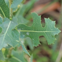 Lactuca serriola at Turner, ACT - 9 Apr 2023