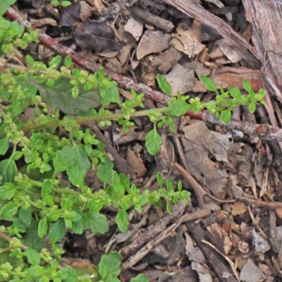 Dysphania pumilio (Small Crumbweed) at Turner, ACT - 9 Apr 2023 by ConBoekel