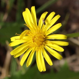 Taraxacum sp. at Turner, ACT - 9 Apr 2023 04:30 PM