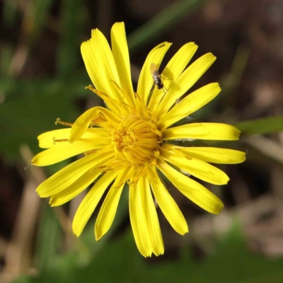 Taraxacum sp. (Dandelion) at Sullivans Creek, Turner - 9 Apr 2023 by ConBoekel