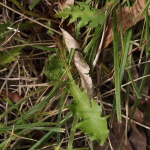 Taraxacum sp. at Turner, ACT - 9 Apr 2023