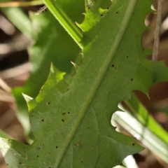 Taraxacum sp. at Turner, ACT - 9 Apr 2023