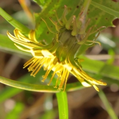 Taraxacum sp. at Turner, ACT - 9 Apr 2023