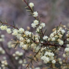 Acacia genistifolia (Early Wattle) at Canberra Central, ACT - 18 Aug 2023 by JimL