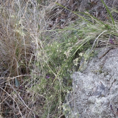 Clematis leptophylla (Small-leaf Clematis, Old Man's Beard) at Canberra Central, ACT - 18 Aug 2023 by JimL