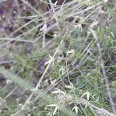 Clematis leptophylla at Canberra Central, ACT - 19 Aug 2023 09:19 AM