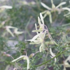 Clematis leptophylla at Canberra Central, ACT - 19 Aug 2023 09:19 AM