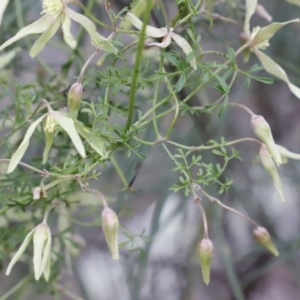 Clematis leptophylla at Canberra Central, ACT - 19 Aug 2023 09:19 AM