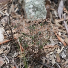 Pomax umbellata (A Pomax) at Canberra Central, ACT - 19 Aug 2023 by JimL