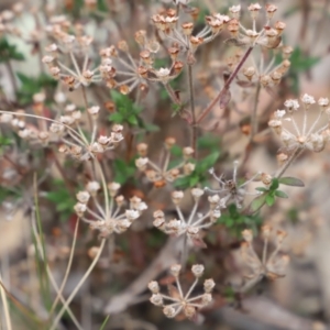 Pomax umbellata at Canberra Central, ACT - 19 Aug 2023