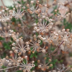 Pomax umbellata at Canberra Central, ACT - 19 Aug 2023