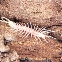 Lithobiomorpha (order) (Unidentified stone centipede) at Coree, ACT - 19 Aug 2023 by trevorpreston