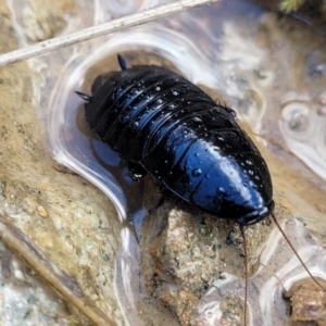 Platyzosteria melanaria at Coree, ACT - 19 Aug 2023