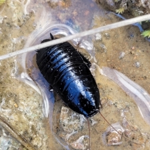 Platyzosteria melanaria at Coree, ACT - 19 Aug 2023