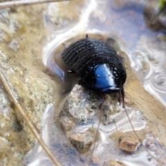 Platyzosteria melanaria at Coree, ACT - 19 Aug 2023