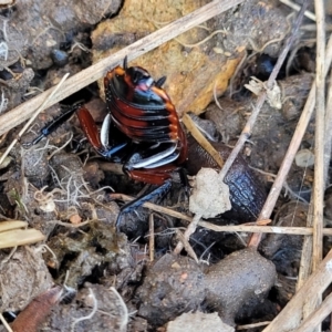 Platyzosteria similis at Coree, ACT - 19 Aug 2023 02:08 PM