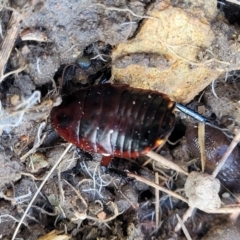 Platyzosteria similis at Coree, ACT - 19 Aug 2023 02:08 PM