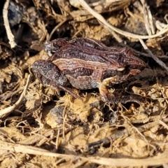 Crinia signifera (Common Eastern Froglet) at Coree, ACT - 19 Aug 2023 by trevorpreston