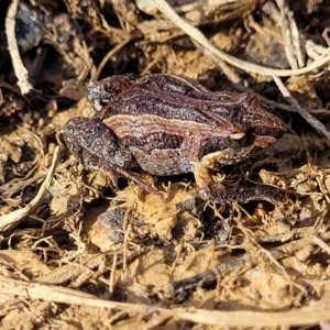 Crinia signifera at Coree, ACT - 19 Aug 2023 01:58 PM