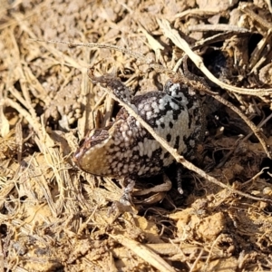 Crinia signifera at Coree, ACT - 19 Aug 2023 01:58 PM