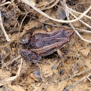 Crinia signifera at Coree, ACT - 19 Aug 2023