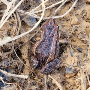 Crinia signifera at Coree, ACT - 19 Aug 2023