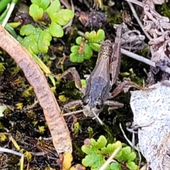 Phaulacridium vittatum at Coree, ACT - 19 Aug 2023