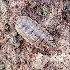 Isopoda (order) (Unidentified isopod or slater) at Coree, ACT - 19 Aug 2023 by trevorpreston
