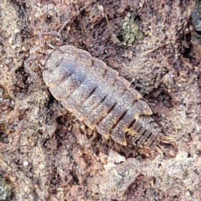Isopoda (order) (Unidentified isopod or slater) at Coree, ACT - 19 Aug 2023 by trevorpreston