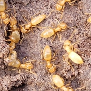 Formicidae (family) at Coree, ACT - 19 Aug 2023