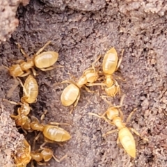 Formicidae (family) at Coree, ACT - 19 Aug 2023