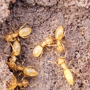 Formicidae (family) at Coree, ACT - 19 Aug 2023 01:45 PM