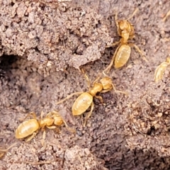 Formicidae (family) at Coree, ACT - 19 Aug 2023