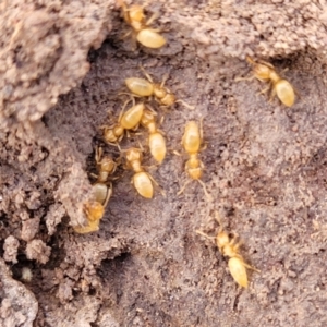 Formicidae (family) at Coree, ACT - 19 Aug 2023 01:45 PM